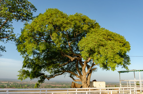 Tamarind
