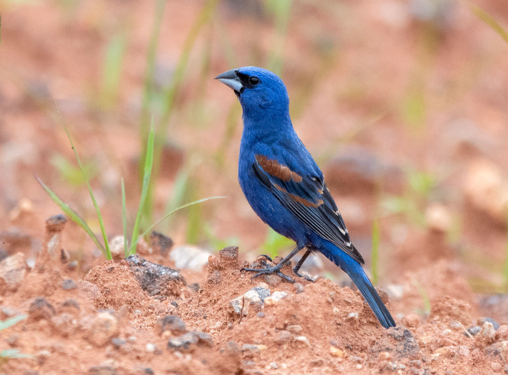 Blue grosbeak