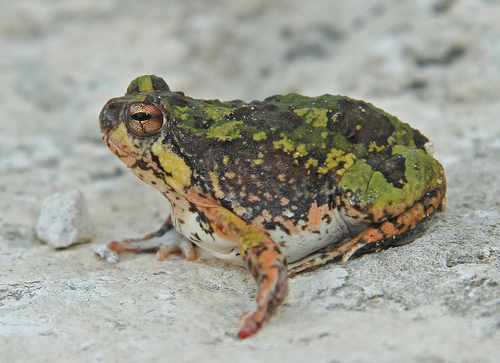 Brown Rain Frog