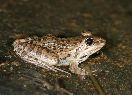 Mascarene Ridged Frog