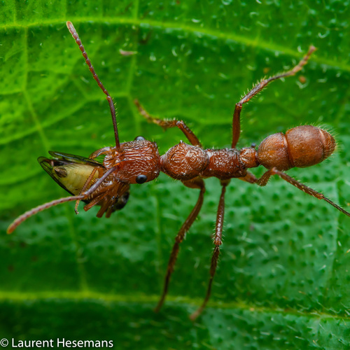 Ectatomma tuberculatum