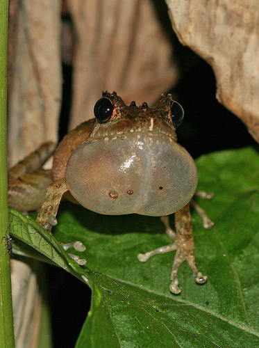 Tschenk's Madagascar Frog
