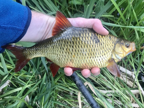 Common Rudd