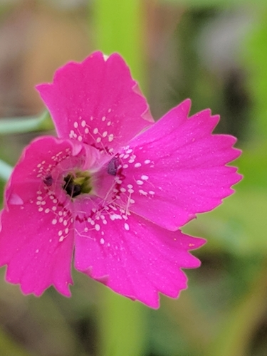 Šilinis gvazdikas nuotrauka