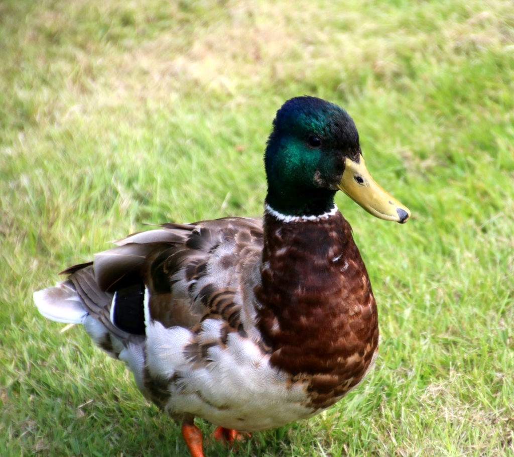 Mallard from Hellevoetsluis on June 09, 2020 at 0210 PM by Rashida van