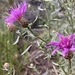 Centaurea vallesiaca - Photo (c) gehrigmi, all rights reserved, uploaded by gehrigmi