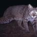 Lynx rufus escuinapae - Photo (c) Horacio V. Barcenas, todos los derechos reservados, subido por Horacio V. Barcenas