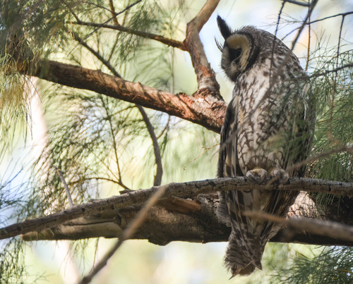 Birds Of Prey Of North America's Check List · INaturalist.org