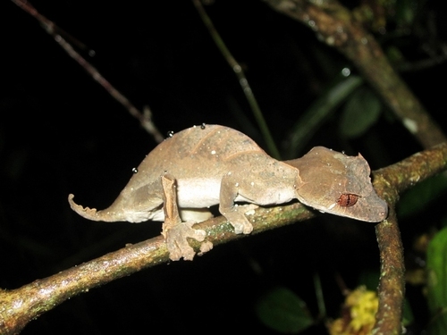 Spearpoint Leaf-tail Gecko