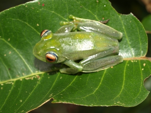 Boophis ankaratra