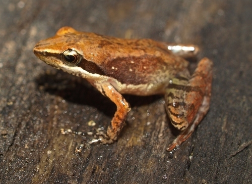 Moramanga Madagascar Frog