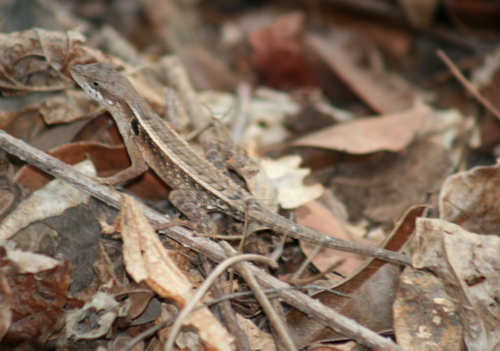 Cope's Largescale Spiny Lizard (Sceloporus utiformis)