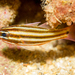 Broadstripe Cardinalfish - Photo (c) Hickson Fergusson, all rights reserved, uploaded by Hickson Fergusson