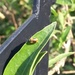 Smaragdina scutellaris - Photo (c) מושית אלון-מוזס, all rights reserved, uploaded by מושית אלון-מוזס