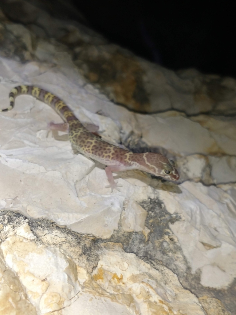 Texas banded gecko in june 2020 by dannysanders inaturalist