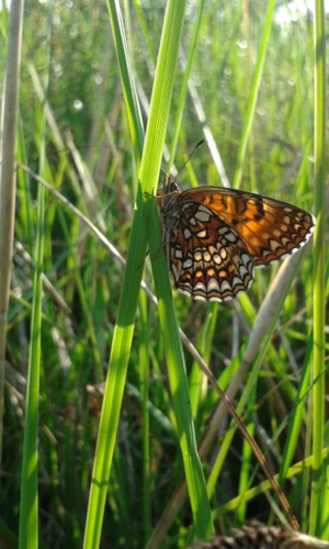 False Heath Fritillary