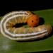 Pyrrhopygopsis socrates socrates - Photo 由 Kel 所上傳的 (c) Kel，保留所有權利