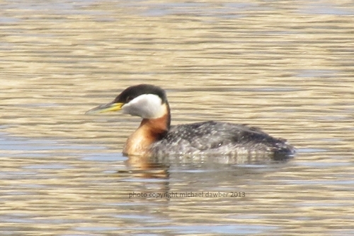 Red-necked Grebe