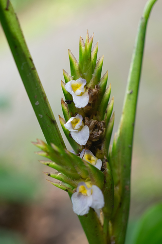 Ctenanthe compressa