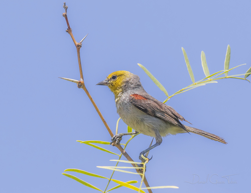 Verdin