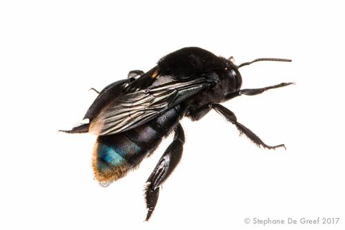 Eulaema nigrita image