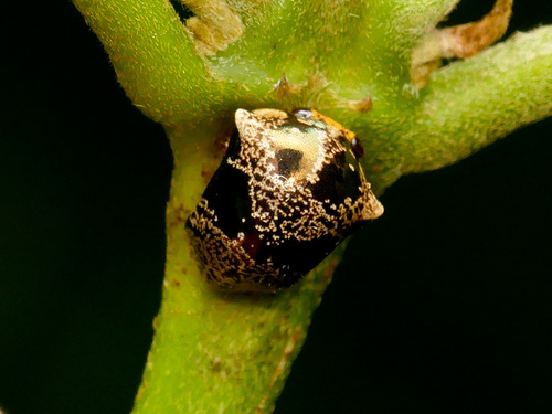 Chelyoidea