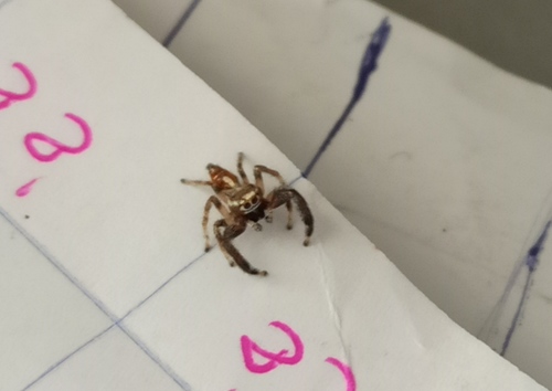Thyene imperialis