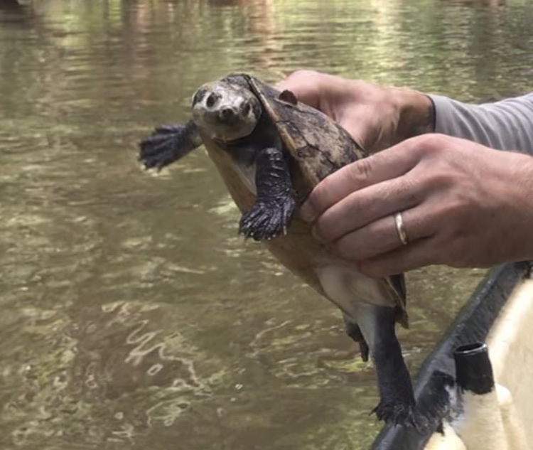 New Guinea Snapping Turtle from Raja Ampat, ID-IB, ID on June 10, 2020 ...