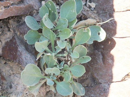 Galitzkya macrocarpa · BioDiversity4All