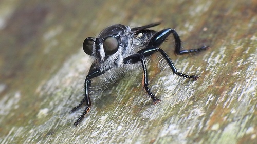 Pogonosoma funebris