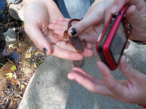 iNaturalist observation photo of California Newt
