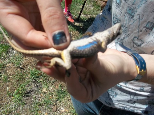 iNaturalist observation photo of Western Fence Lizard