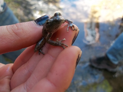 iNaturalist observation photo of California Tree Frog