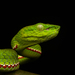 Reptiles - Photo (c) Vipul Ramanuj, all rights reserved, uploaded by Vipul Ramanuj