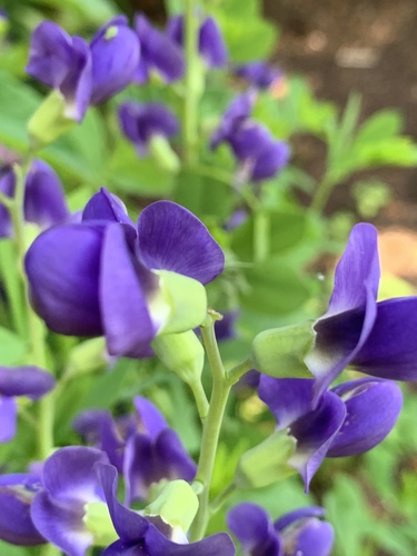 tall blue wild indigo