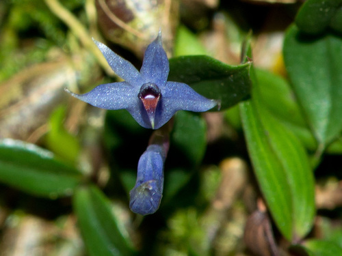 Dendrobium parvulum