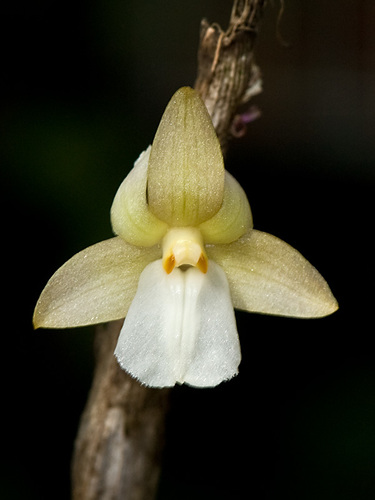 Dendrobium derryi