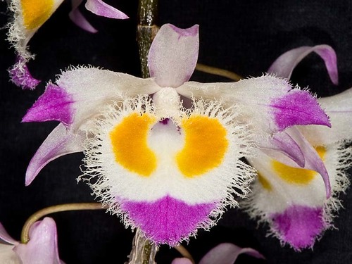 Dendrobium devonianum