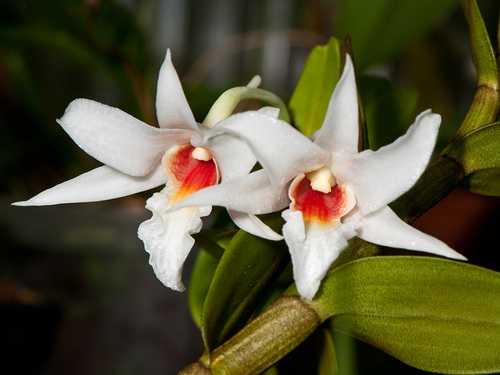 Draconis Orchid