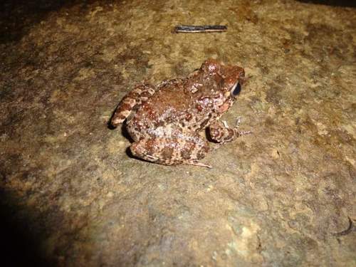 Palenque Robber Frog