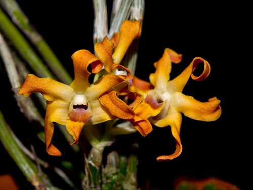 Dendrobium fanjingshanense