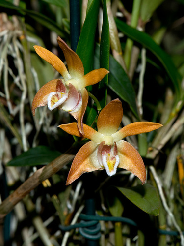 Flecker's Dendrobium