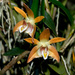 Apricot Cane Orchid - Photo (c) Eerika Schulz, all rights reserved