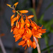 Dendrobium fulgidum - Photo (c) Eerika Schulz, all rights reserved