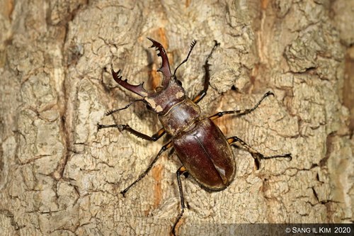 Dybowski's Stag Beetle