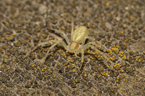 Philodromus albidus