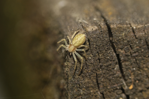 Philodromus albidus