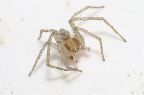 Philodromus albidus