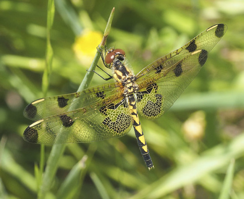 Calico Pennant