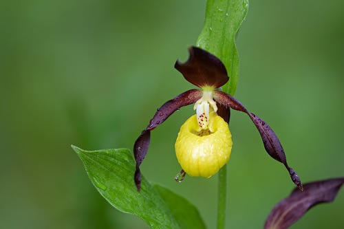 Cypripedium calceolus